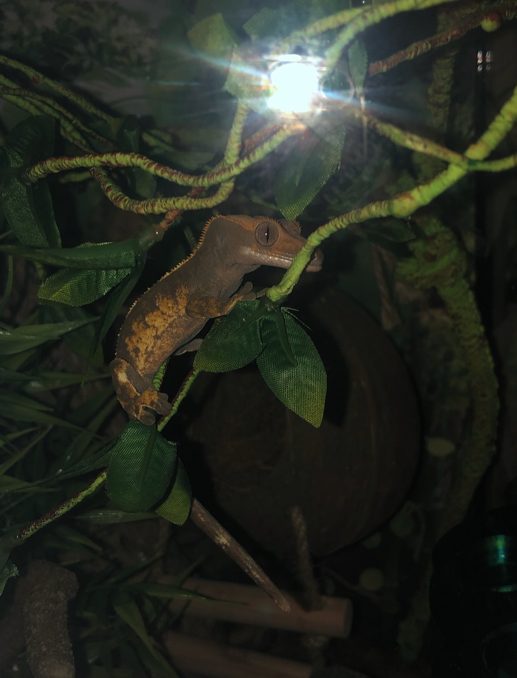 A picture of Gizmo the Gecko.