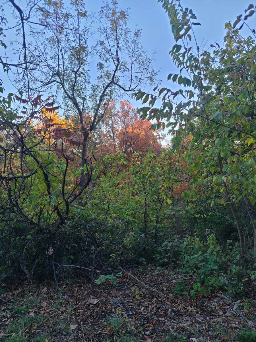 A photo of some trees and foliage.