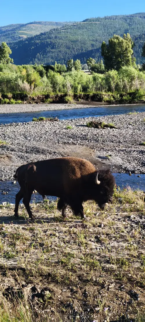 A bison walking through a field in Yellowstone National Park.