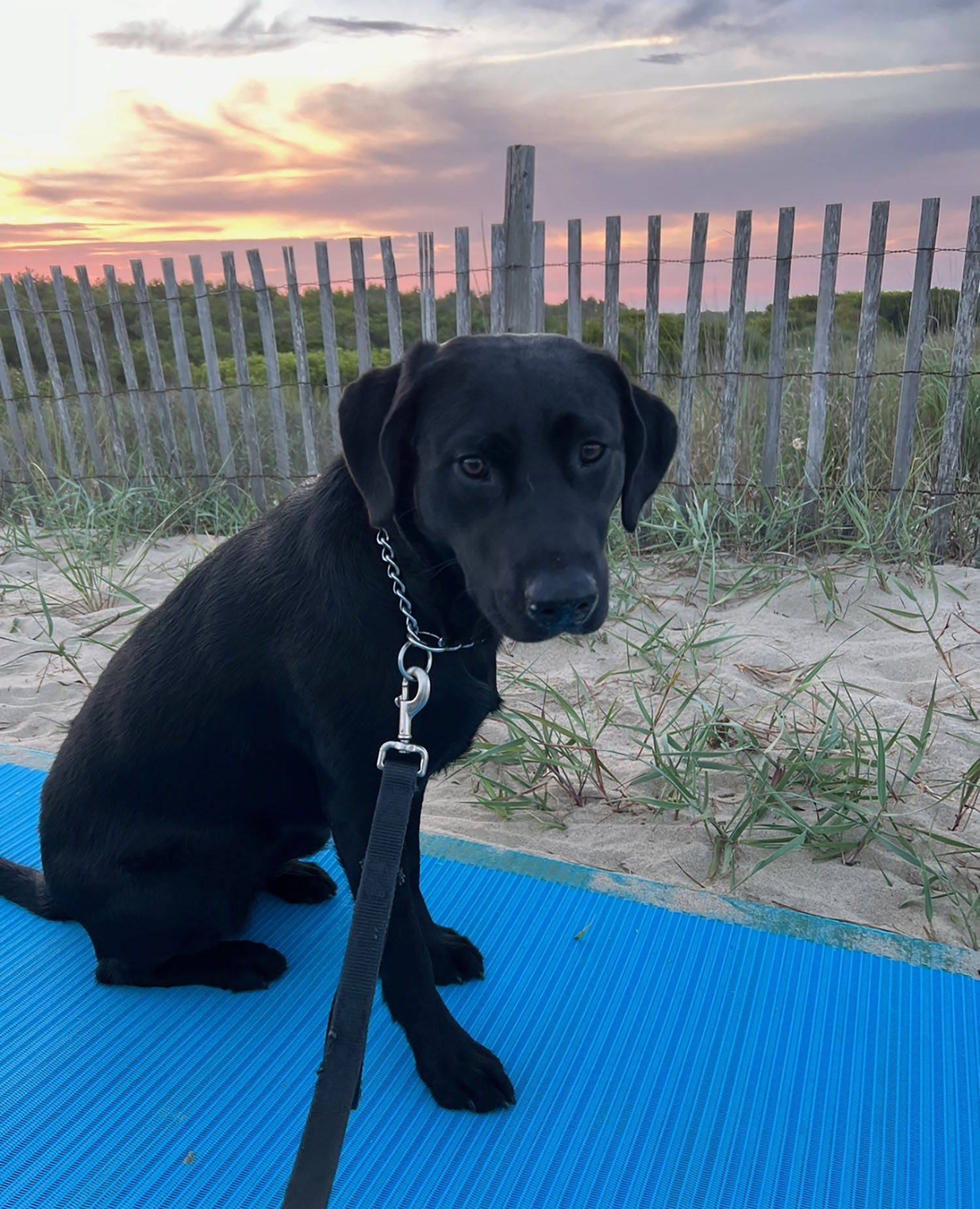 Roberti's current Seeing Eye puppy, Ginger, on the beach.