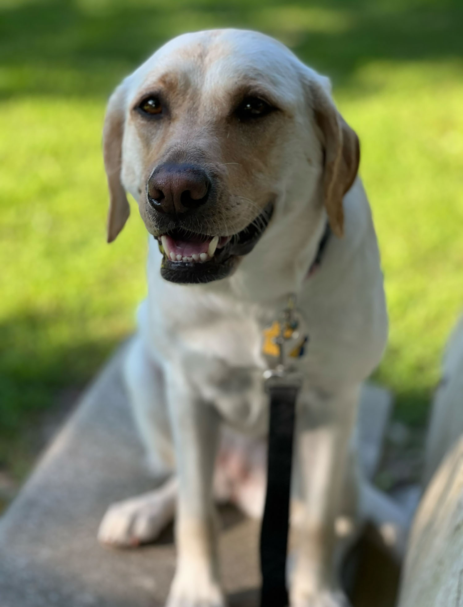 Roberti's trained Seeing Eye dog, Jazz.