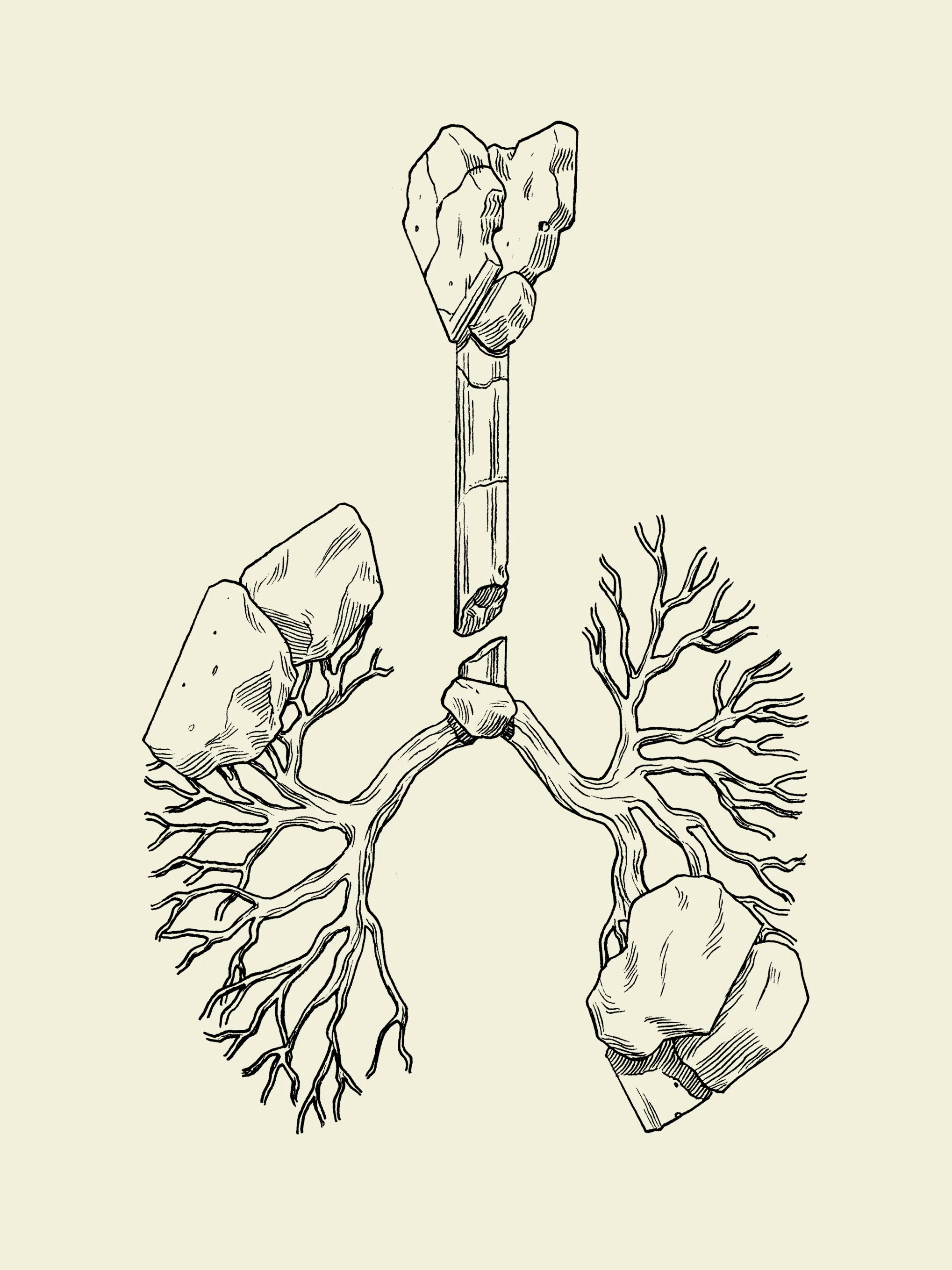 Drawing of lungs. 