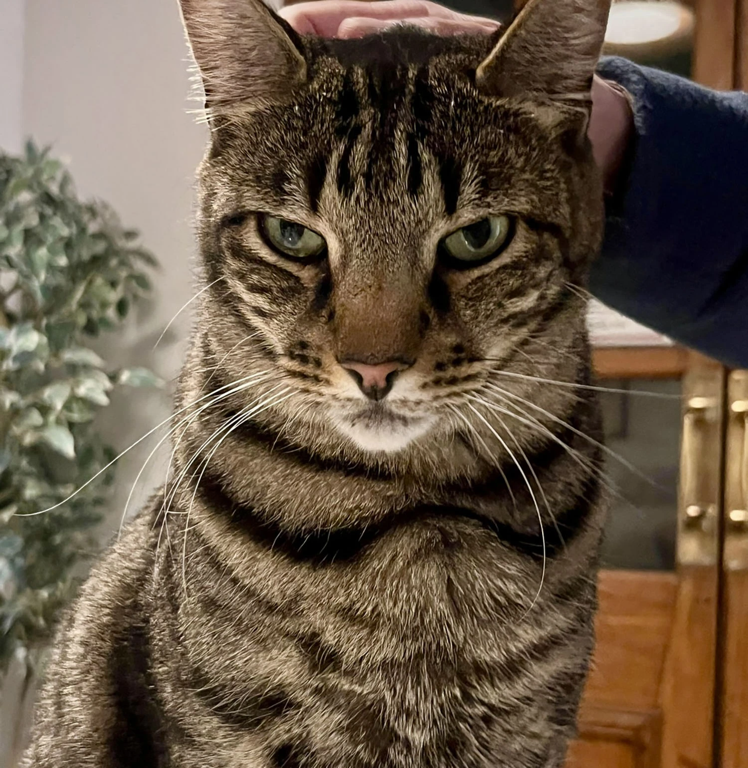 Casper, the cat who lives in the Elizabeth House.