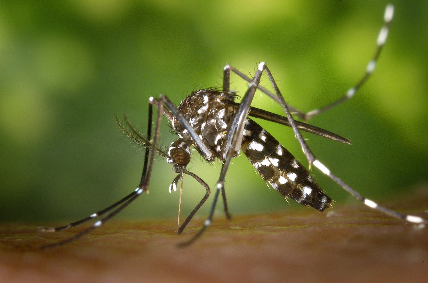 The Asian Tiger Mosquito, a type of invasive Aedes mosquito examined in Binckley's research.